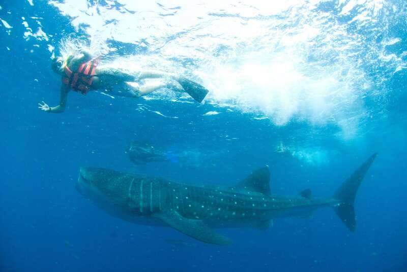 Cancún: Swim with Whale Sharks - Key points to know before booking