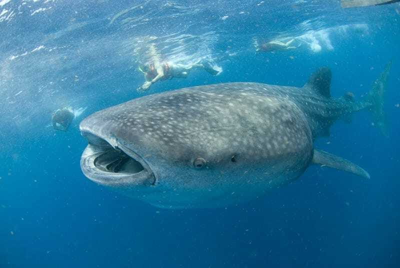 Cancún: Swim with Whale Sharks - The speedboat ride and the search at sea
