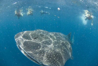 Swim with Whale Sharks