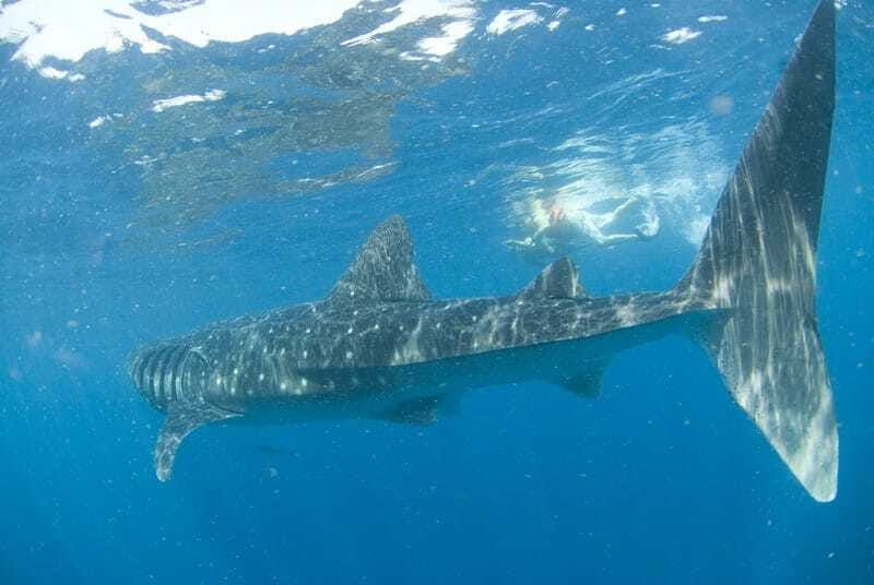 Cancún: Swim with Whale Sharks - Lunch, ceviche, and a swim near Isla Mujeres