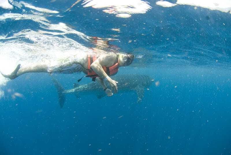 Cancún: Swim with Whale Sharks - Should you book the whale shark trip?
