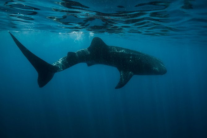 Cancun Whale Shark Encounter - Punta Sam starts the day early