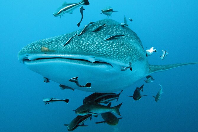 Cancun Whale Shark Encounter - The ride back and the realities of open water