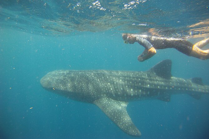 Cancun Whale Shark Encounter - Playa Norte gives the afternoon a softer finish