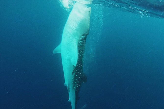 Cancun Whale Shark Encounter - Practical ways to make the day better