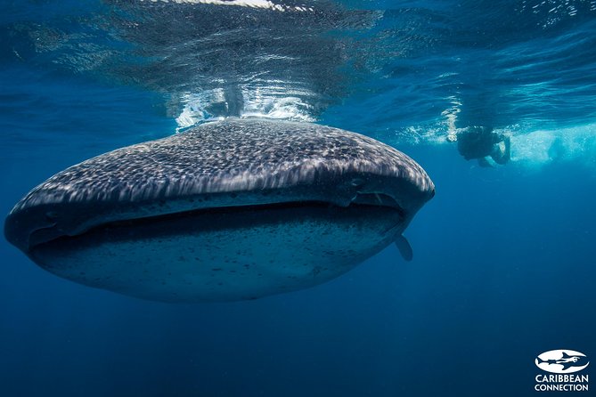 Cancun Whale Shark Encounter - How the whale shark swim works