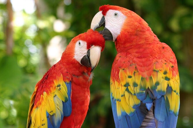 CATAMARAN to Isla Mujeres, Snorkel & Beach Club by Xcaret - Key points to know before booking