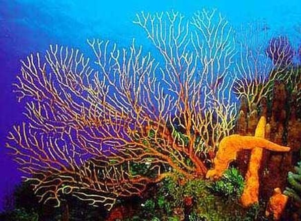 Cielito Cozumel: Mexican Caribbean Snorkeling Tour - Key points to know before you book