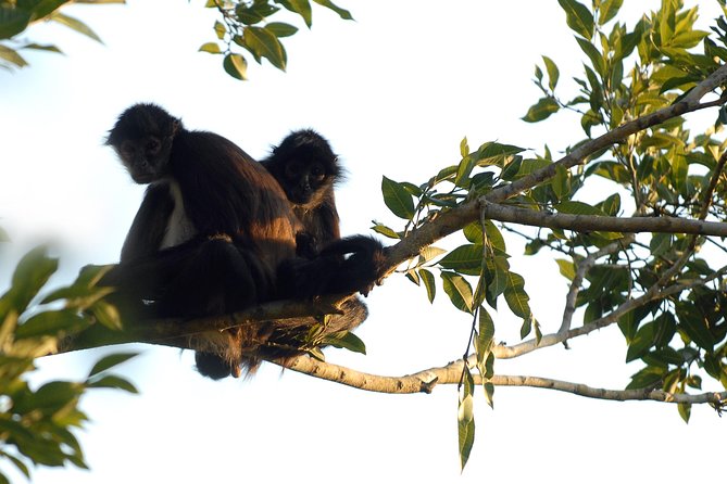 Coba Ruins, Punta Laguna Nature Reserve, Cenote and Mayan family - Punta Laguna, monkeys, a lagoon, and a gentle zipline