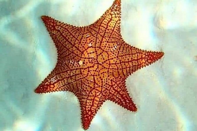 Colombia, Palancar & Cielo Cozumel Snorkel Tour - Timing, pickups, and cruise-port planning