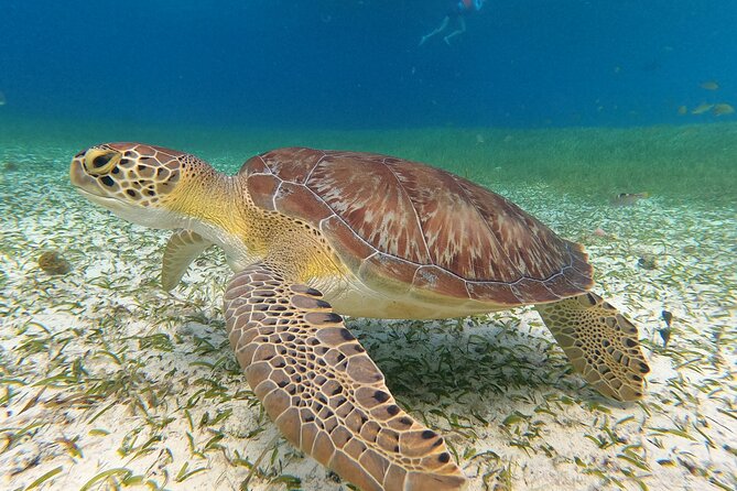 Colombia, Palancar & Cielo Cozumel Snorkel Tour - Weather closures and route changes