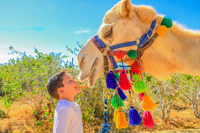 Combo Single Offroad 4x4 UTV, Camel Ride, Lunch & Tequila Tasting - The practical details that shape the day