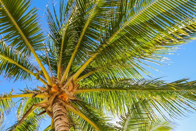 Costa Maya Chacchoben Mayan Ruins & Mexican Lunch at the Beach - Is the $85 Price Fair?