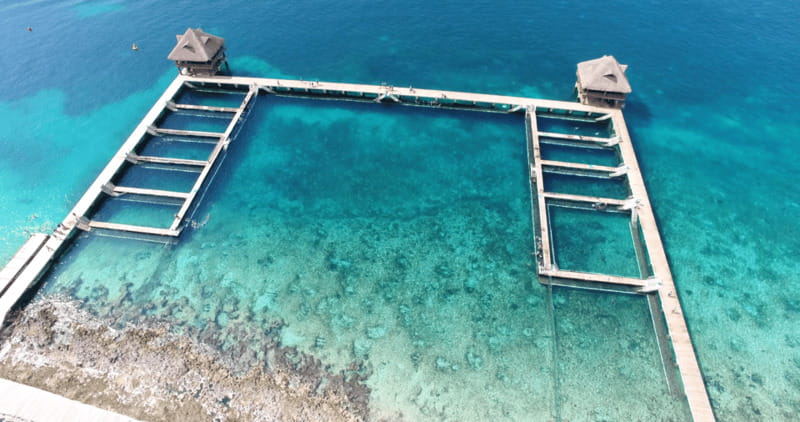 Cozumel: Dolphin Royal Connection and Manatee Interaction - Key points to know before booking