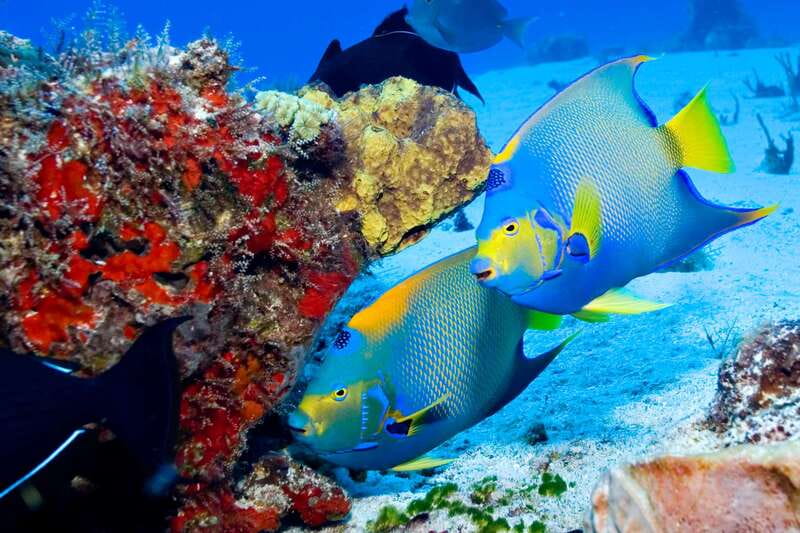 Cozumel: El Cielo & Palancar Snorkel with Open Bar & Ceviche - How much snorkeling time will you get?