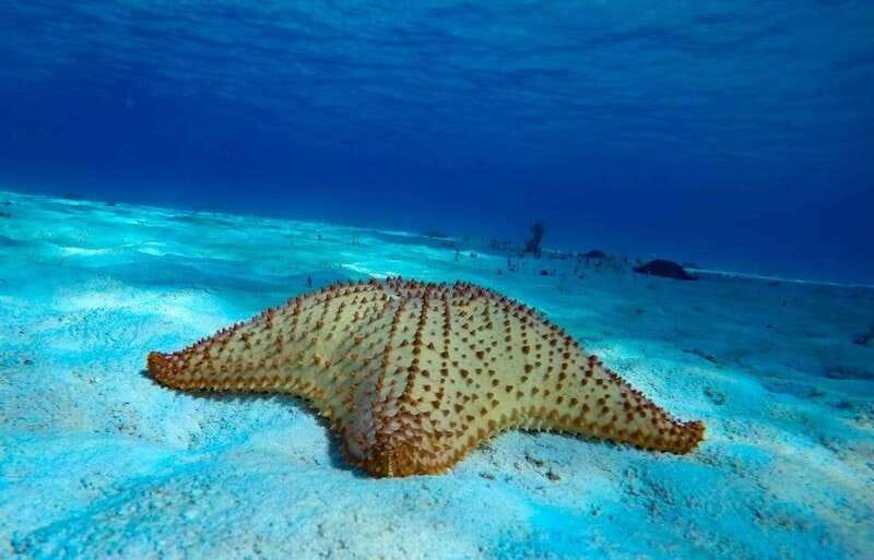 Cozumel: El Cielo & Palancar Snorkel with Open Bar & Ceviche - Small groups make a real difference