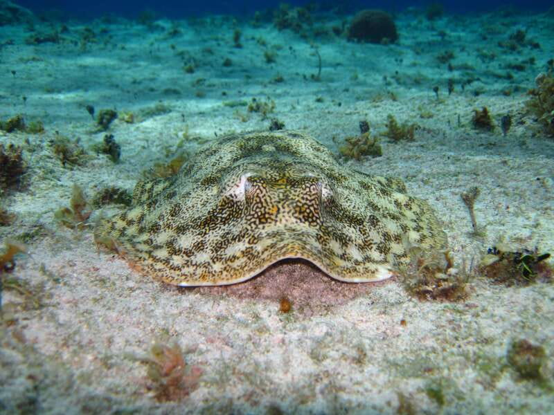 Cozumel: El Cielo & Palancar Snorkel with Open Bar & Ceviche - What to pack, and what to leave at home