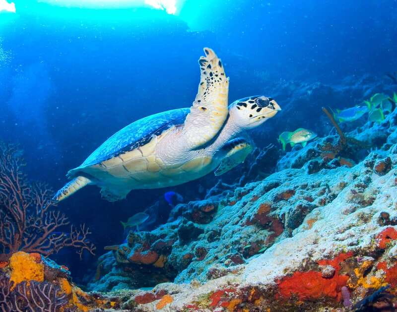 Cozumel: El Cielo & Palancar Snorkel with Open Bar & Ceviche - Is the $72 price fair?