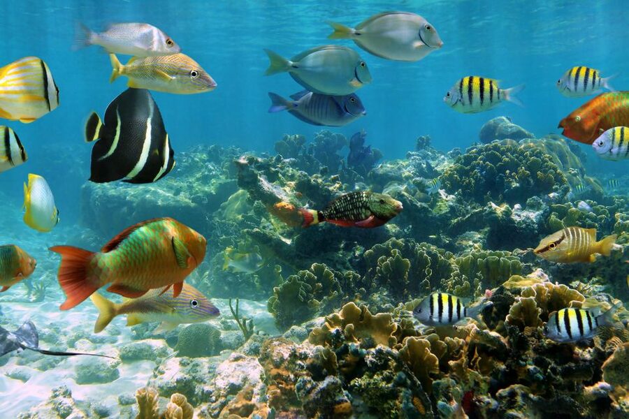 Cozumel: One Tank Scuba Dive and Full Chankanaab Park Access - Going underwater at Chankanaab