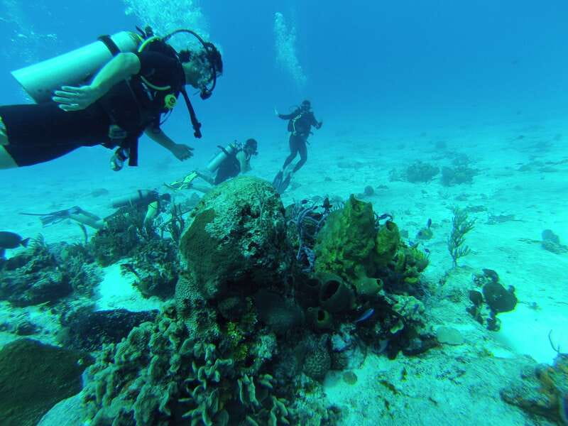 Cozumel: One Tank Scuba Dive and Full Chankanaab Park Access - Timing, cancellation, and practical planning