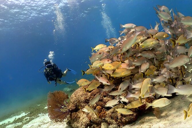 Cozumel Scuba Dive at Chankanaab - The safety lesson and first water practice