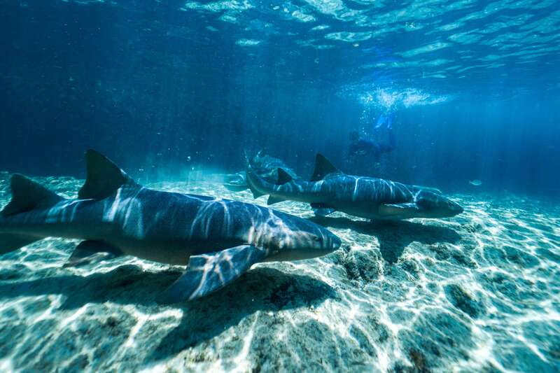 Cozumel: Snorkel and Swim with Stingrays - Key points to know before booking