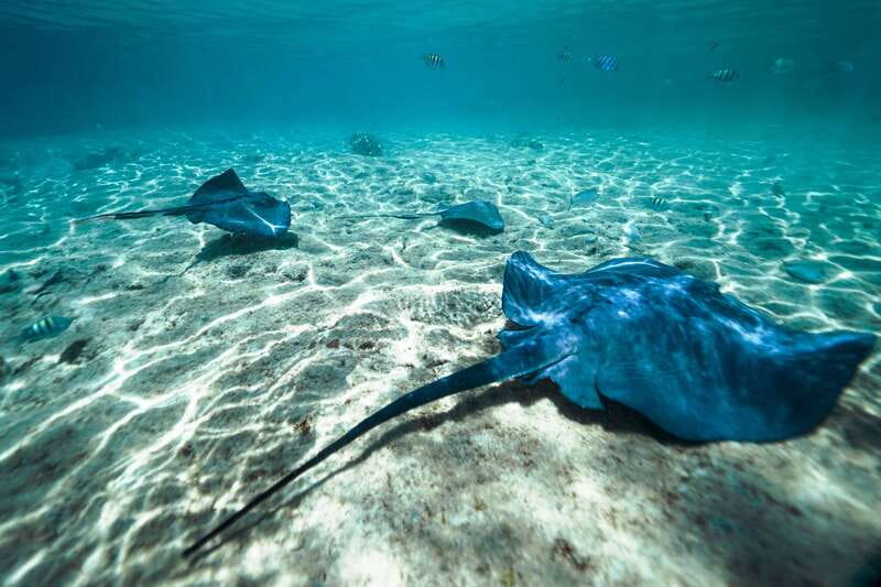 Cozumel: Snorkel and Swim with Stingrays - Meeting the rays in waist-deep water
