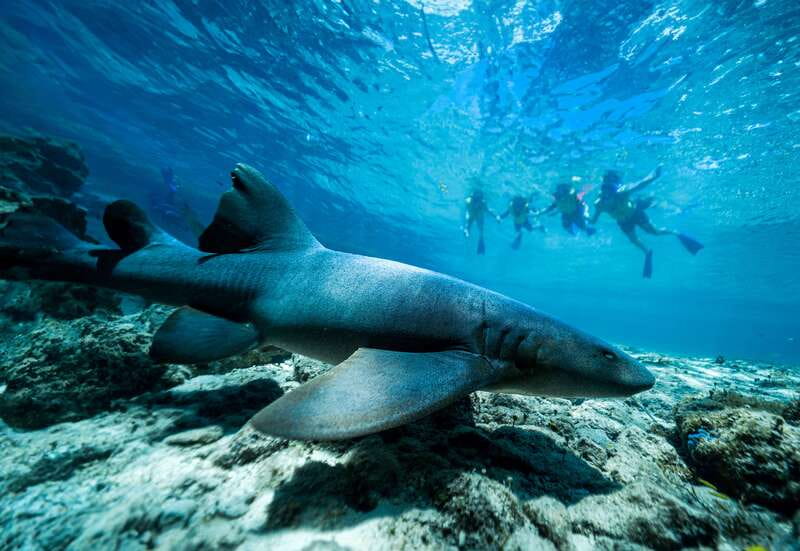 Cozumel: Snorkel and Swim with Stingrays - Guides, language, and the feel of the session