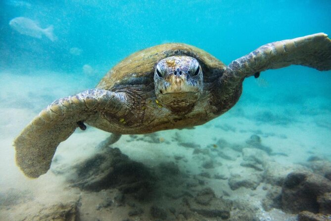 Cozumel Snorkeling Tour at Palancar & Colombia Reefs and El Cielo - Three Cozumel stops, three different kinds of water