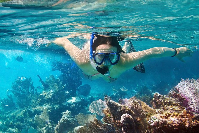 Cozumel Snorkeling Tour at Palancar & Colombia Reefs and El Cielo - El Cielo and El Cielito: starfish, rays, and shallow water