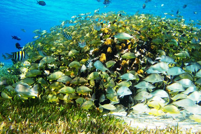 Cozumel Snorkeling Tour at Palancar & Colombia Reefs and El Cielo - What the crew adds to the day