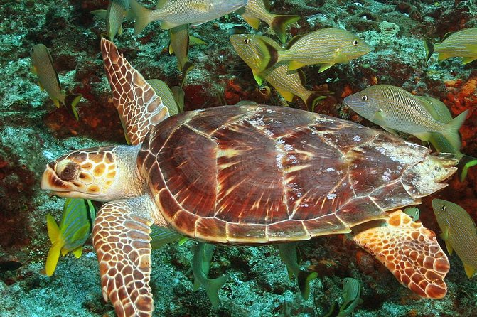 Cozumel Snorkeling Tour at Palancar & Colombia Reefs and El Cielo - Is $59.49 a fair price?