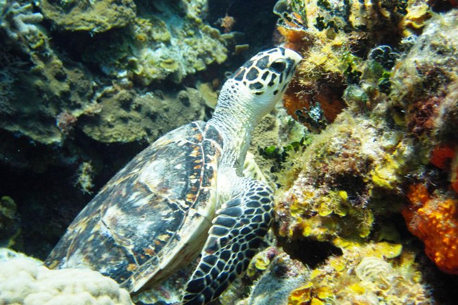Cozumel Snorkeling Tour at Palancar & Colombia Reefs and El Cielo - Getting to Marina Cozumel ASIPONA