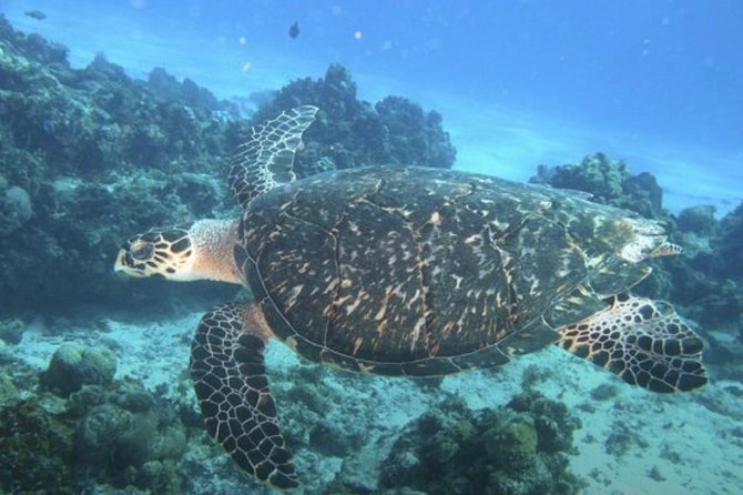 Cozumel Snorkeling Tour: Palancar, Columbia and El Cielo Reefs - Columbia Reef and the coral formations