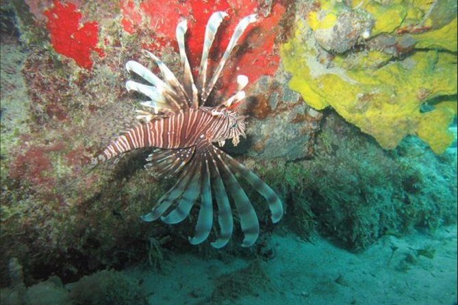 Cozumel Snorkeling Tour: Palancar, Columbia and El Cielo Reefs - Drinks, equipment, and the small comforts