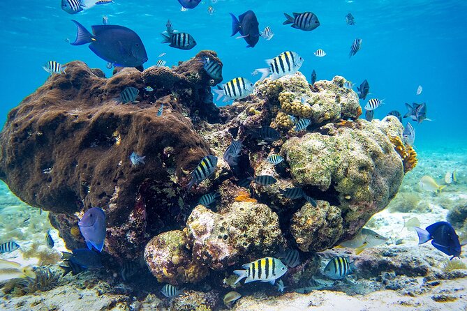 Cozumel Starfish and Tropical Reef Snorkeling by Powerboat with Lunch - Is $139 Plus the Ferry Fee a Fair Price?