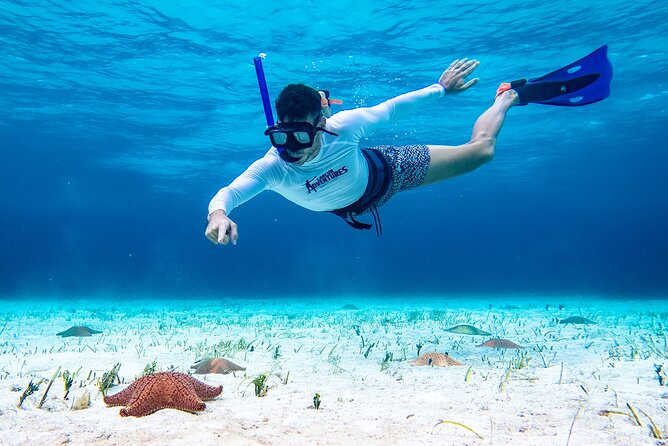 Cozumel Starfish and Tropical Reef Snorkeling by Powerboat with Lunch - Who Will Enjoy This Outing Most?