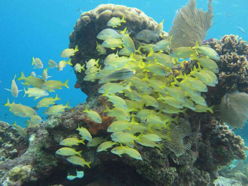 Cozumel: VIP Glass Bottom Boat & Snorkeling 3 Reefs Tour - Stop three: Deep Paradise Reef and changing conditions