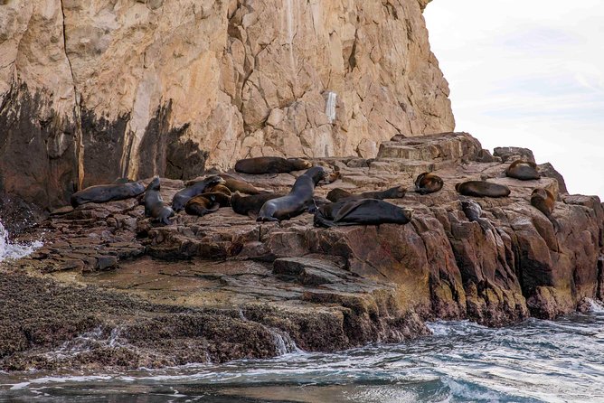 Dinner Cruise Tour in Cabo San Lucas with Tequila Tasting - Who should book this Cabo dinner cruise?