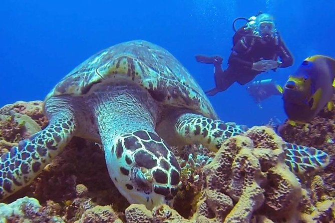 Discover Scuba Diving - Learning the basics before entering deeper water
