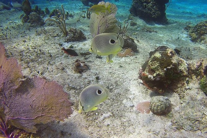 Discover Scuba Diving - The reef at Tikila Beach