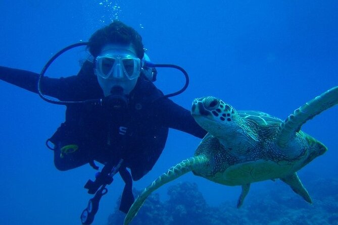 Discover Scuba Diving & Beach Club with Transportation In Riviera Maya - The reef is a first lesson, not a major wildlife trip