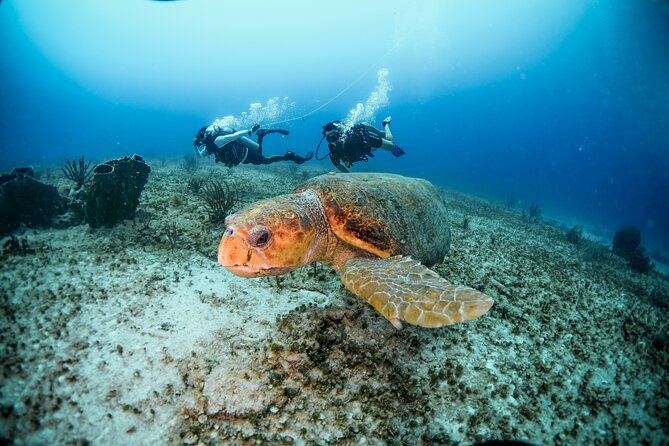 Discover Scuba Diving & Beach Club with Transportation In Riviera Maya - Who will get the most from the $150 price