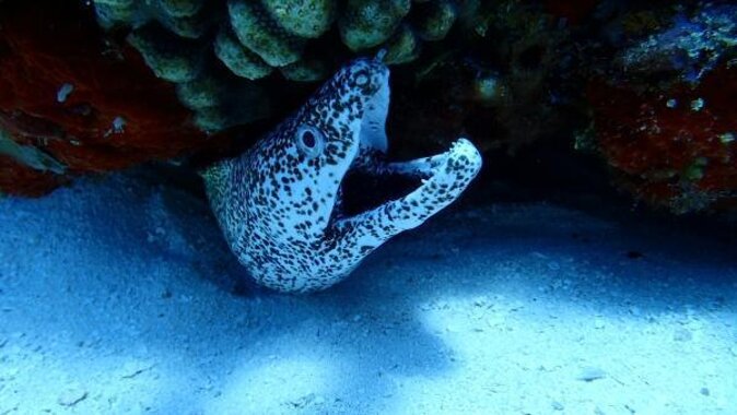 Discover Scuba Diving in Cozumel Paradise Reef - Paradise Reef in Two Underwater Sessions