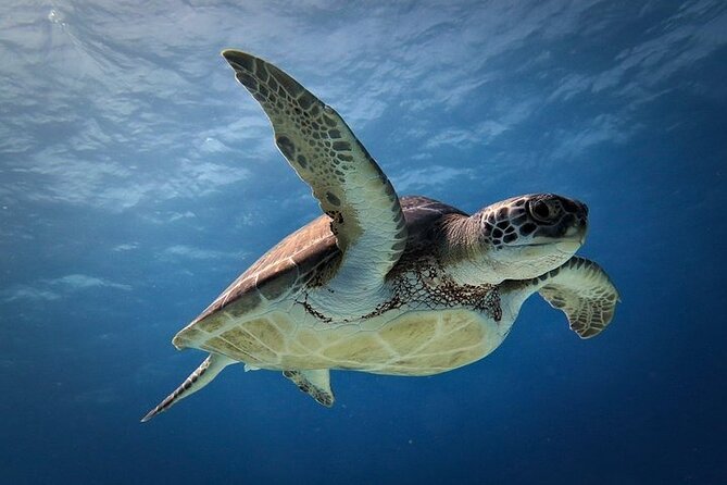 Discover Scuba Diving in Cozumel Paradise Reef - The Second Paradise Reef Session