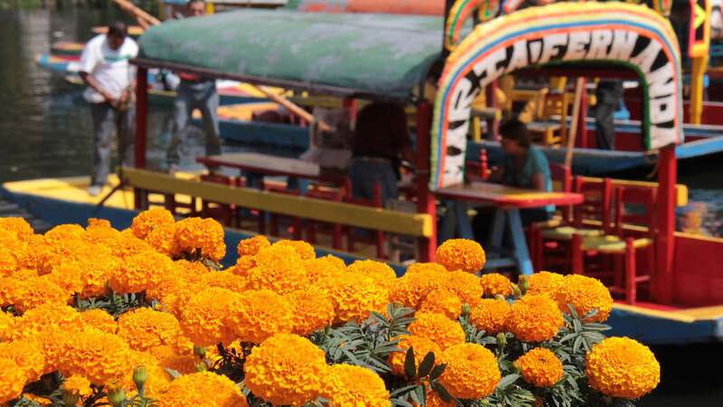 Discover Xochimilco and Coyoacán: Tradition, Music, Culture - What the 2.5-hour Xochimilco visit feels like