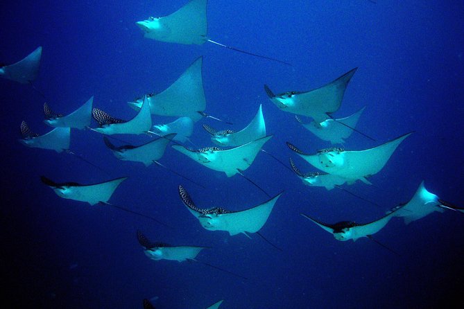 Diving in Cancun for Certified Divers | 2 Dives | All Inclusive - The reef stop brings the natural scenery