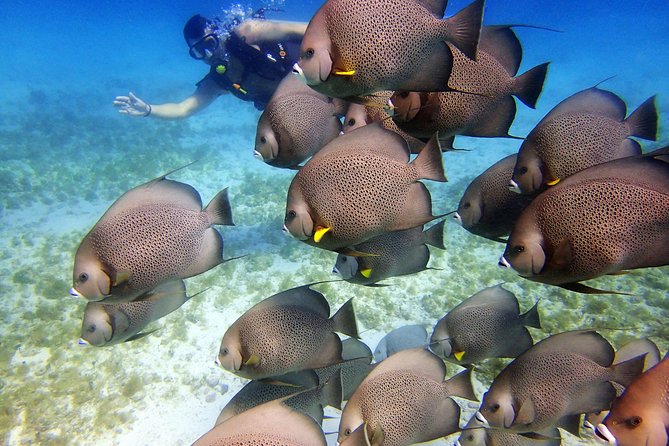 Diving in Cancun for Certified Divers | 2 Dives | All Inclusive - Is $161.24 a fair price?