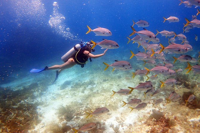 Diving in the Mexican Caribbean for Beginners | 2 Tanks 2 Dives | All Inclusive - A first underwater experience built around patience