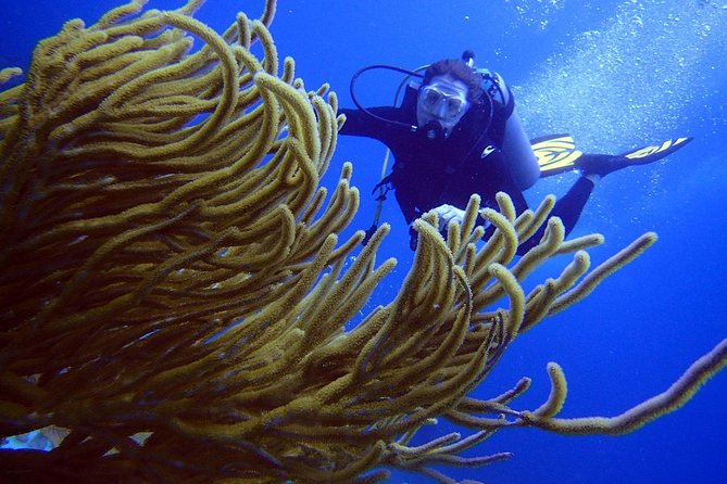 Diving in the Mexican Caribbean for Beginners | 2 Tanks 2 Dives | All Inclusive - MUSA: sculptures at 33 feet below Cancun